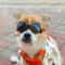 Waterproof Dog Goggles And Pet Sunglasses For Outdoor Travel Riding 1