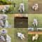 Cute Bee Harness And Leash Set For Small Dogs And Puppies 3