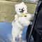 Cute Bee Harness And Leash Set For Small Dogs And Puppies 5
