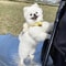 Cute Bee Harness And Leash Set For Small Dogs And Puppies 5