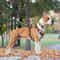 Luxury Chocolate NoPull Dog Harness With Adjustable Chest Strap 4