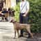 FreedomStride HandsFree Dog Leash For Running Walking 4