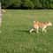 FreedomStride HandsFree Dog Leash For Running Walking 6