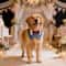 Formal Dog Tuxedo Bandana Collar With Bow Tie For Weddings Parties 3