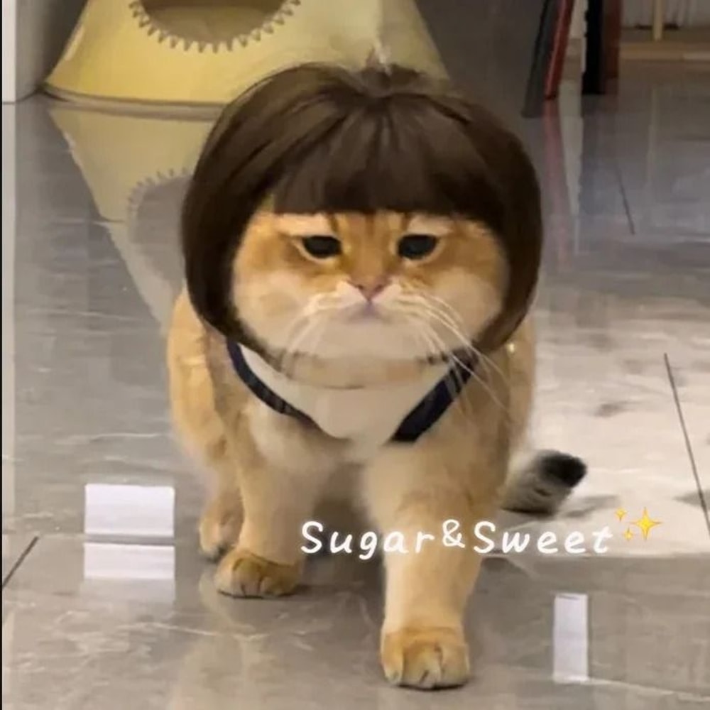 Funny Pet Wig With Bangs Braids For Dogs And Cats 0