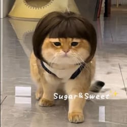 funny pet wig with bangs & braids for dogs and cats