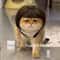 Funny Pet Wig With Bangs Braids For Dogs And Cats 0