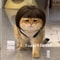 Funny Pet Wig With Bangs Braids For Dogs And Cats 0