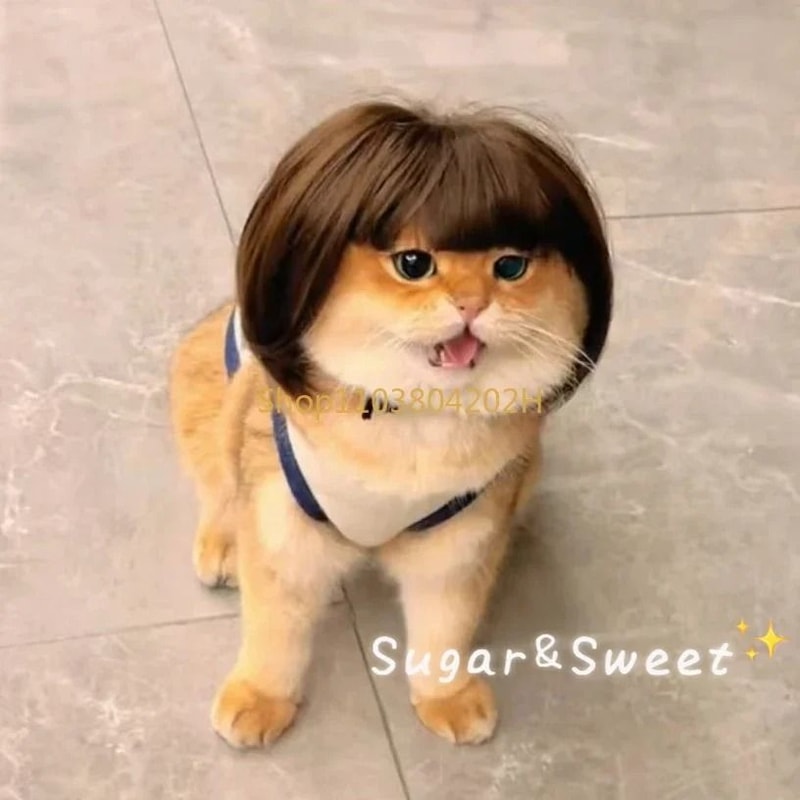 Funny Pet Wig With Bangs Braids For Dogs And Cats 2
