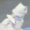 Angel Wings Kawaii Pet Harness Leash Set For Cats And Small Dogs 1