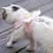 Angel Wings Kawaii Pet Harness Leash Set For Cats And Small Dogs 3