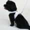 Angel Wings Kawaii Pet Harness Leash Set For Cats And Small Dogs 4