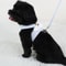 Angel Wings Kawaii Pet Harness Leash Set For Cats And Small Dogs 4