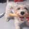 NatureGnaw Coffee Wood Dog Chew Stick For Dental Cleaning Stress Relief 5