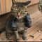 Funny Muscle Arm Cat Pendant 4