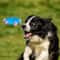 Durable Rope Fetch Dog Toy For Chewing Tug Play Teeth Cleaning 1