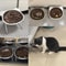 Elevated Tilted Stainless Steel Cat Bowl With Neck Protection 4