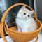 Indoor Hanging Cat Hammock Bed With Rattan Style Basket Cozy Cushion 5