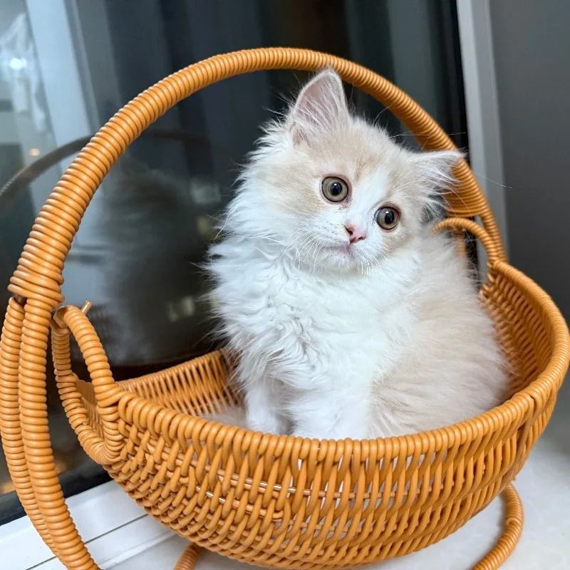 Indoor Hanging Cat Hammock Bed With Rattan Style Basket Cozy Cushion 5