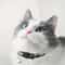 Personalized Plaid Breakaway Cat Collar With Bell ID Tag 4