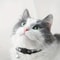 Personalized Plaid Breakaway Cat Collar With Bell ID Tag 4