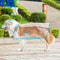 Transparent Waterproof Dog Raincoat With Hood Windproof Reflective Pet Rain Jacket For XS8XL Dogs 11