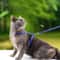 Escape Proof Puppy Harness Leash Set Soft No Pull H Style Harness For Small Dogs Cats 0