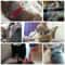 Adjustable Breakaway Cat Collar With Bell For Kittens Indoor Cats 6