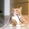 Silvervine Cat Teaser Rope Toy For Dental Chewing Interactive Play 1