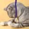 Silvervine Cat Teaser Rope Toy For Dental Chewing Interactive Play 5