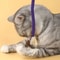 Silvervine Cat Teaser Rope Toy For Dental Chewing Interactive Play 5