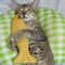 Interactive Plush Fish Cat Kicker Toy For Indoor Cats 4