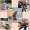 Magic Organ Cat Scratching Board Foldable Accordion Cat Scratcher Toy For Claw Care Interactive P 5