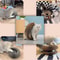 Magic Organ Cat Scratching Board Foldable Accordion Cat Scratcher Toy For Claw Care Interactive P 5