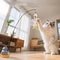 FeatherWhirl Interactive Cat Teaser Wand With Rotating Feather Flexible Steel Wire 1