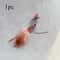 Interactive Insect Cat Wand Refills Plush Feather Bug Teaser Toy Replacement Set 10