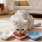 3Piece Shallow NonSlip Pet Bowl Set 2