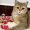 Rainbow EVA Interactive Pet Toy Balls For Cats Puppies Chew Chase Training Set 3