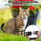 AirTag Ready Reflective Breakaway Cat Collar With Bell For Kittens Cats 2