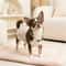 Luxury Pearl Cat Collar Necklace For Kittens Small Pets 2