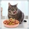 4Piece Wide Shallow NonSlip Cat Feeding Bowls Set For Food Water 2