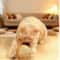 Interactive Sisal Scratching Ball Cat Toy With Bell Teething Relief SelfPlay Fun 3
