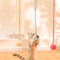 Wall Mount Suction Cup Cat Teaser Toy With Bunny Fur Ball Spring Bouncer 1