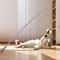 ProChase Carbon Fiber Telescopic Cat Wand Toy With Feather Teaser 3