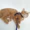 Comfort Fit Cat Harness And Leash Set For Safe Outdoor Adventures 5