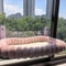 Foldable Window Cat Hammock With Suction Cups For Sunbathing And Lounging 7