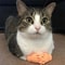 TinyPaws Mini Hand Cat Massage Interactive Toy Set 1