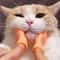 TinyPaws Mini Hand Cat Massage Interactive Toy Set 2