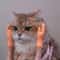 TinyPaws Mini Hand Cat Massage Interactive Toy Set 3