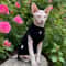 Winter Cotton TShirt For Sphynx Cats And Hairless Breeds 0
